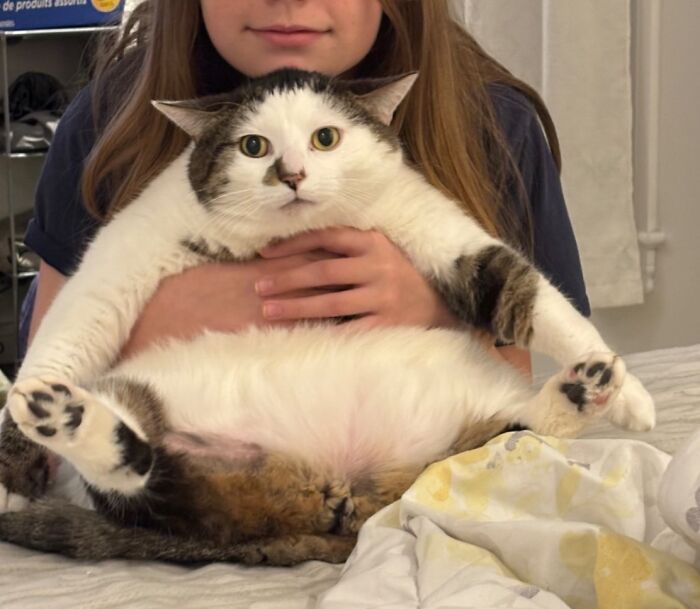 33 Obese Cats Who Are Now Learning To Live Healthier Lives At This Feline Sanctuary 33 Obese Cats Who Are Now Learning To Live Healthier Lives At This Feline Sanctuary