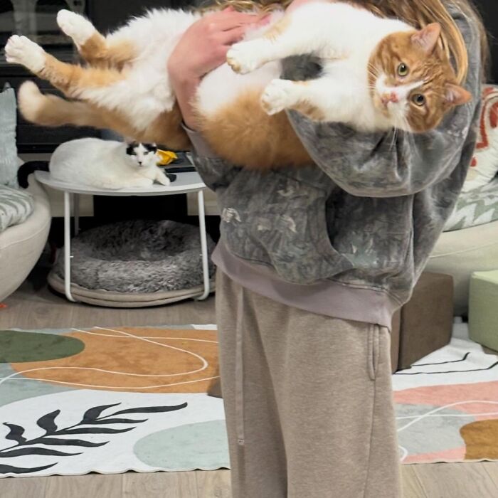 33 Obese Cats Who Are Now Learning To Live Healthier Lives At This Feline Sanctuary 33 Obese Cats Who Are Now Learning To Live Healthier Lives At This Feline Sanctuary