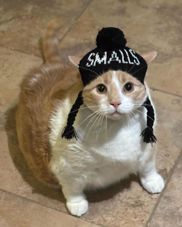 33 Obese Cats Who Are Now Learning To Live Healthier Lives At This Feline Sanctuary 33 Obese Cats Who Are Now Learning To Live Healthier Lives At This Feline Sanctuary