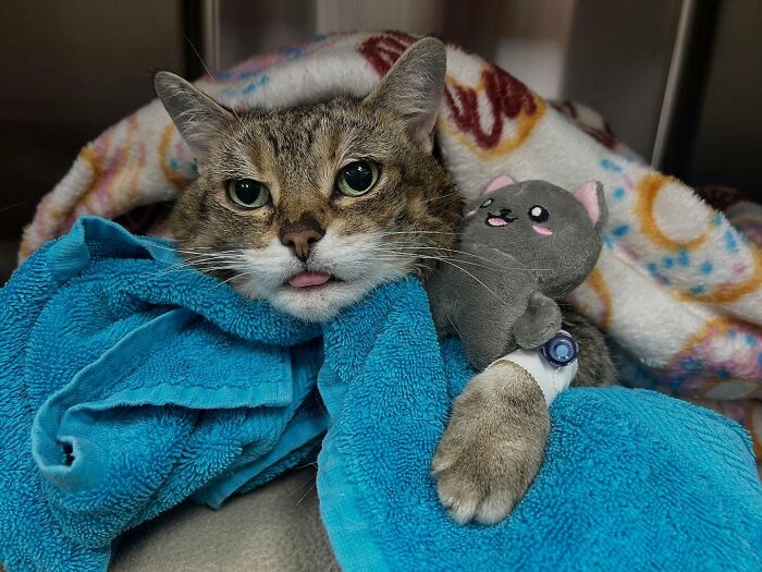 33 Obese Cats Who Are Now Learning To Live Healthier Lives At This Feline Sanctuary 33 Obese Cats Who Are Now Learning To Live Healthier Lives At This Feline Sanctuary