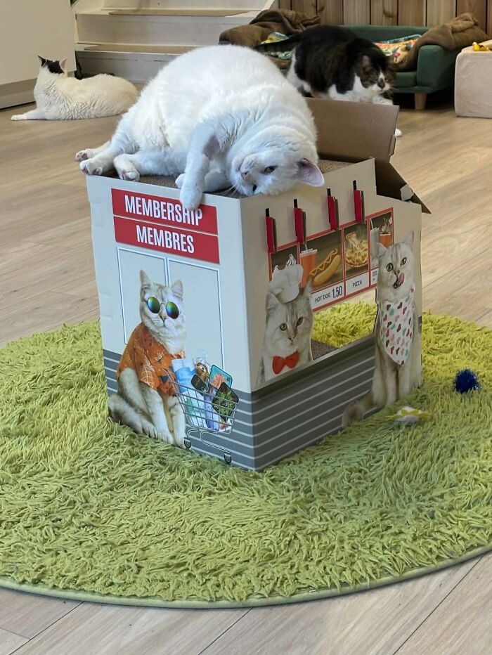 33 Obese Cats Who Are Now Learning To Live Healthier Lives At This Feline Sanctuary 33 Obese Cats Who Are Now Learning To Live Healthier Lives At This Feline Sanctuary