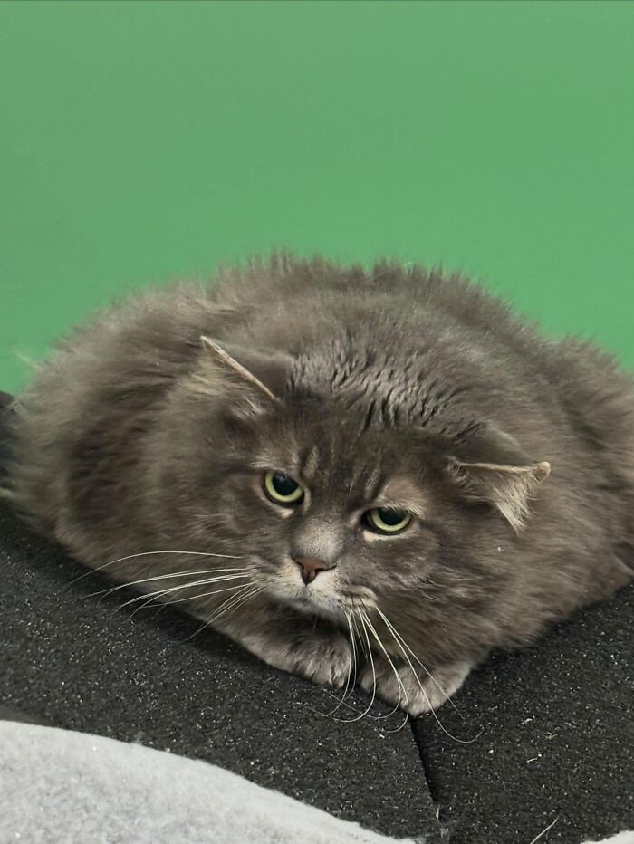 33 Obese Cats Who Are Now Learning To Live Healthier Lives At This Feline Sanctuary 33 Obese Cats Who Are Now Learning To Live Healthier Lives At This Feline Sanctuary