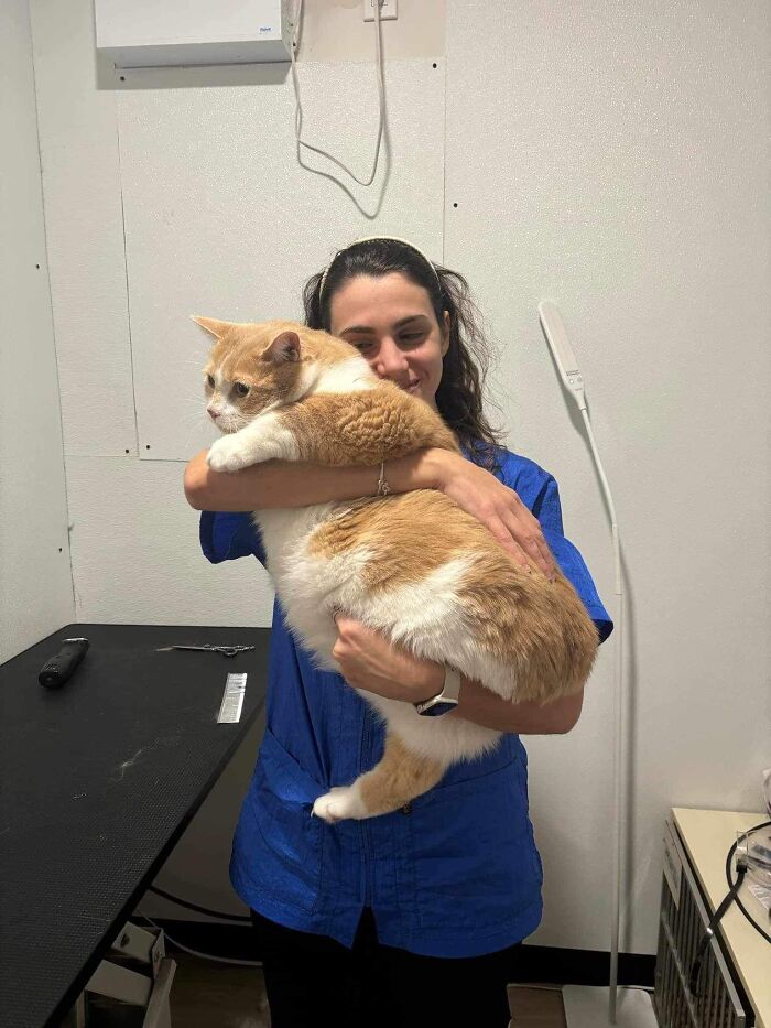 33 Obese Cats Who Are Now Learning To Live Healthier Lives At This Feline Sanctuary 33 Obese Cats Who Are Now Learning To Live Healthier Lives At This Feline Sanctuary