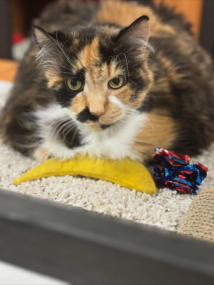 33 Obese Cats Who Are Now Learning To Live Healthier Lives At This Feline Sanctuary 33 Obese Cats Who Are Now Learning To Live Healthier Lives At This Feline Sanctuary