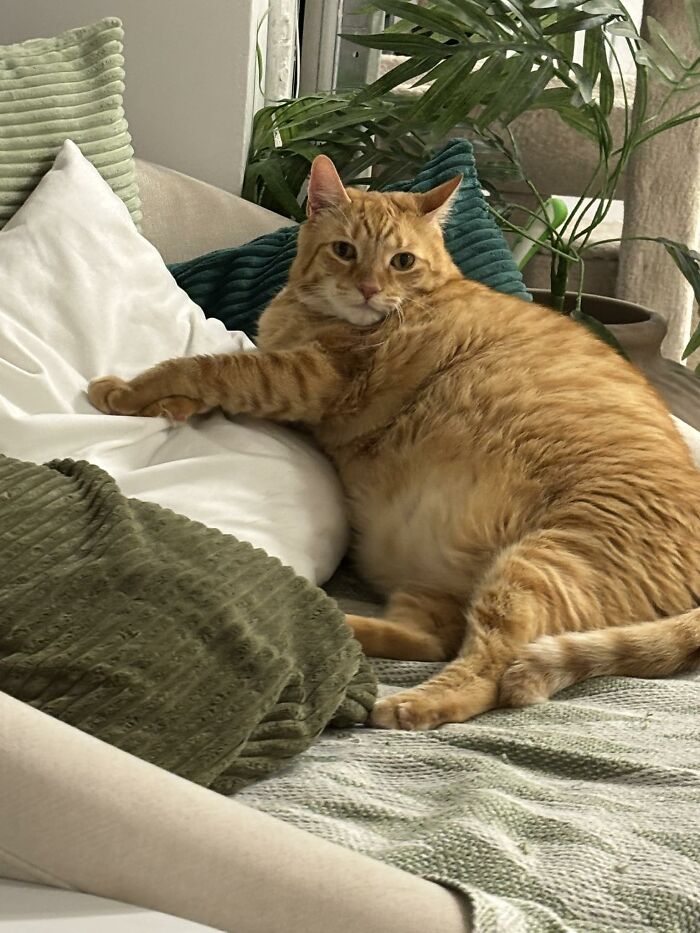 33 Obese Cats Who Are Now Learning To Live Healthier Lives At This Feline Sanctuary 33 Obese Cats Who Are Now Learning To Live Healthier Lives At This Feline Sanctuary
