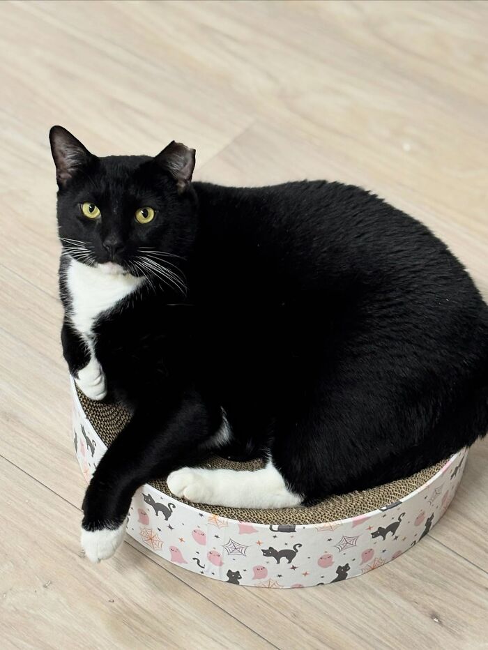 33 Obese Cats Who Are Now Learning To Live Healthier Lives At This Feline Sanctuary 33 Obese Cats Who Are Now Learning To Live Healthier Lives At This Feline Sanctuary