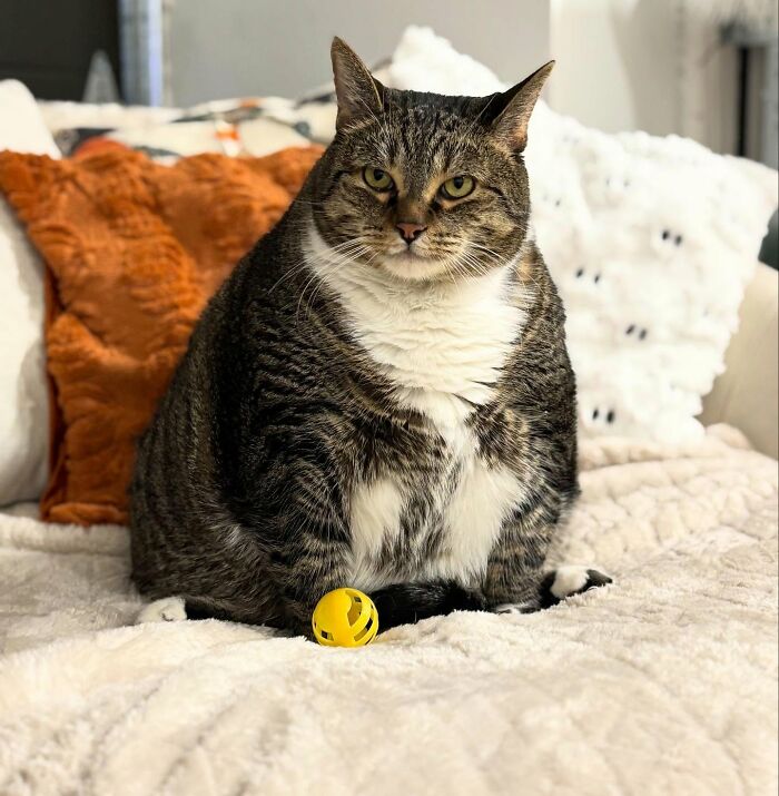 33 Obese Cats Who Are Now Learning To Live Healthier Lives At This Feline Sanctuary 33 Obese Cats Who Are Now Learning To Live Healthier Lives At This Feline Sanctuary