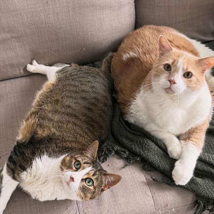 33 Obese Cats Who Are Now Learning To Live Healthier Lives At This Feline Sanctuary 33 Obese Cats Who Are Now Learning To Live Healthier Lives At This Feline Sanctuary
