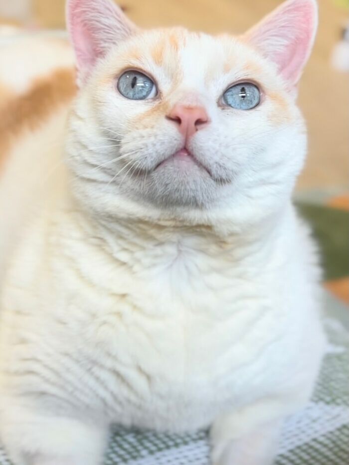 33 Obese Cats Who Are Now Learning To Live Healthier Lives At This Feline Sanctuary 33 Obese Cats Who Are Now Learning To Live Healthier Lives At This Feline Sanctuary