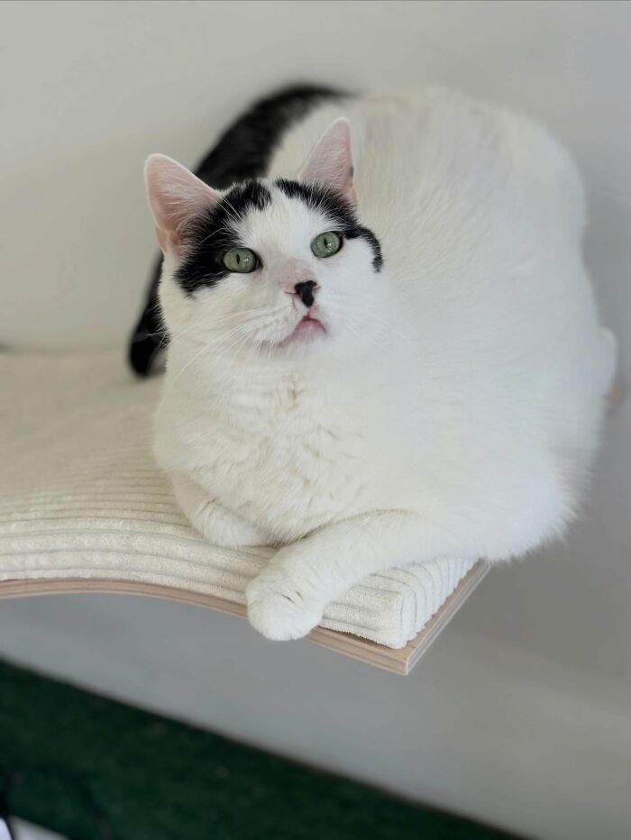 33 Obese Cats Who Are Now Learning To Live Healthier Lives At This Feline Sanctuary 33 Obese Cats Who Are Now Learning To Live Healthier Lives At This Feline Sanctuary