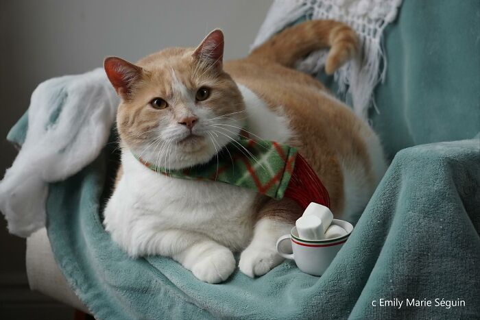 33 Obese Cats Who Are Now Learning To Live Healthier Lives At This Feline Sanctuary 33 Obese Cats Who Are Now Learning To Live Healthier Lives At This Feline Sanctuary