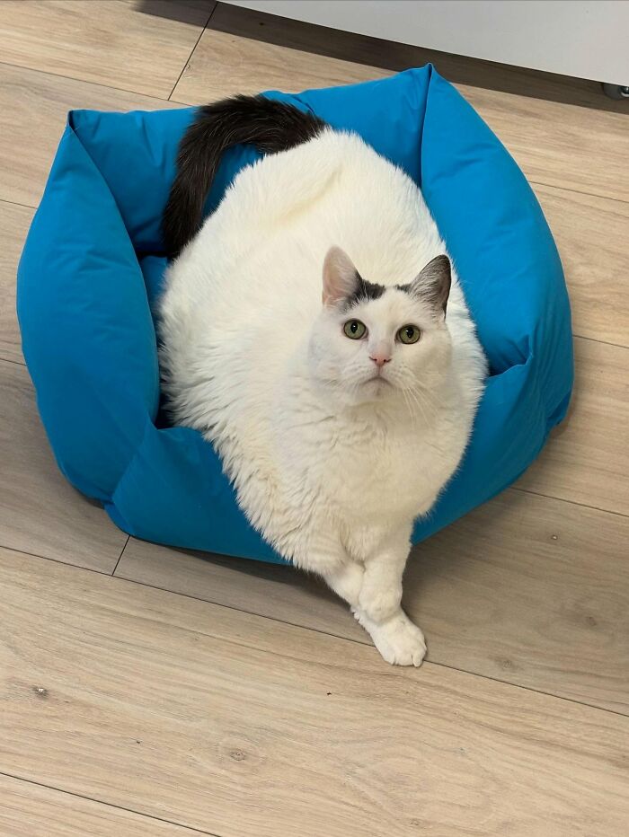 33 Obese Cats Who Are Now Learning To Live Healthier Lives At This Feline Sanctuary 33 Obese Cats Who Are Now Learning To Live Healthier Lives At This Feline Sanctuary