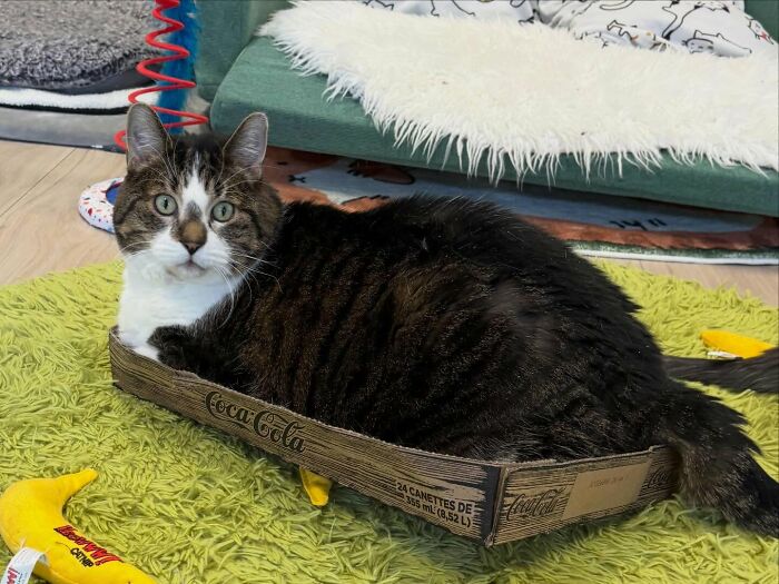 33 Obese Cats Who Are Now Learning To Live Healthier Lives At This Feline Sanctuary 33 Obese Cats Who Are Now Learning To Live Healthier Lives At This Feline Sanctuary