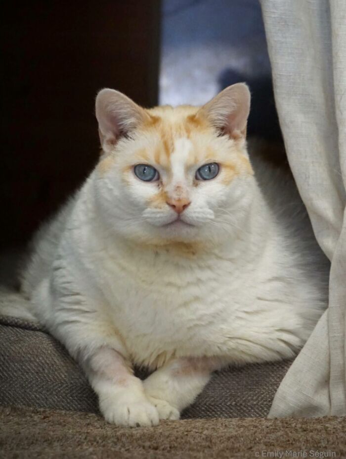 33 Obese Cats Who Are Now Learning To Live Healthier Lives At This Feline Sanctuary 33 Obese Cats Who Are Now Learning To Live Healthier Lives At This Feline Sanctuary