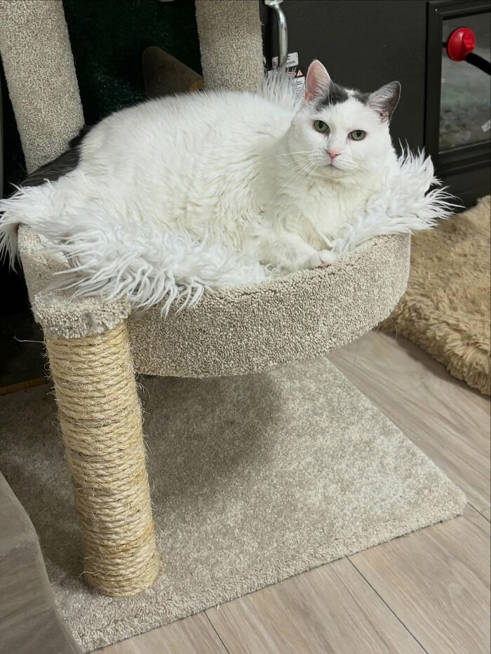 33 Obese Cats Who Are Now Learning To Live Healthier Lives At This Feline Sanctuary 33 Obese Cats Who Are Now Learning To Live Healthier Lives At This Feline Sanctuary