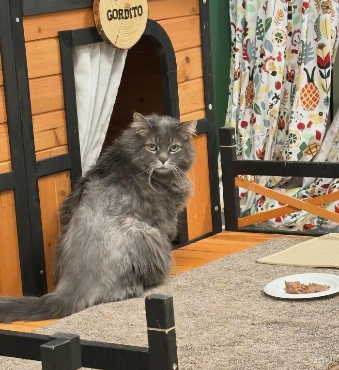 33 Obese Cats Who Are Now Learning To Live Healthier Lives At This Feline Sanctuary 33 Obese Cats Who Are Now Learning To Live Healthier Lives At This Feline Sanctuary