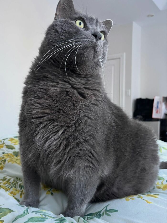 33 Obese Cats Who Are Now Learning To Live Healthier Lives At This Feline Sanctuary 33 Obese Cats Who Are Now Learning To Live Healthier Lives At This Feline Sanctuary