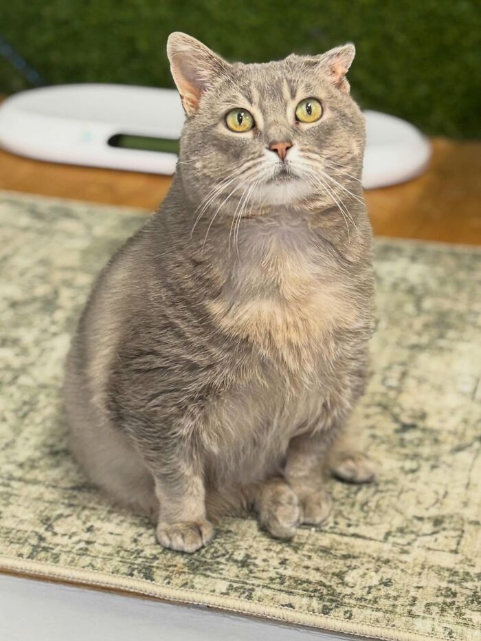 33 Obese Cats Who Are Now Learning To Live Healthier Lives At This Feline Sanctuary 33 Obese Cats Who Are Now Learning To Live Healthier Lives At This Feline Sanctuary