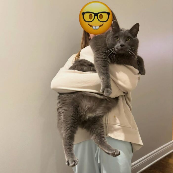 33 Obese Cats Who Are Now Learning To Live Healthier Lives At This Feline Sanctuary 33 Obese Cats Who Are Now Learning To Live Healthier Lives At This Feline Sanctuary