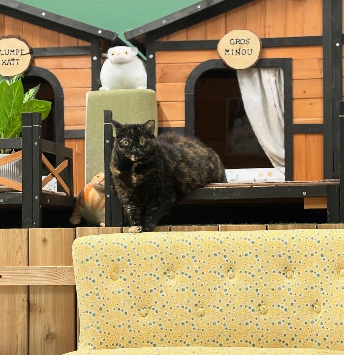 33 Obese Cats Who Are Now Learning To Live Healthier Lives At This Feline Sanctuary 33 Obese Cats Who Are Now Learning To Live Healthier Lives At This Feline Sanctuary