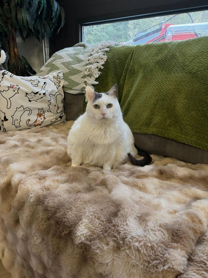 33 Obese Cats Who Are Now Learning To Live Healthier Lives At This Feline Sanctuary 33 Obese Cats Who Are Now Learning To Live Healthier Lives At This Feline Sanctuary