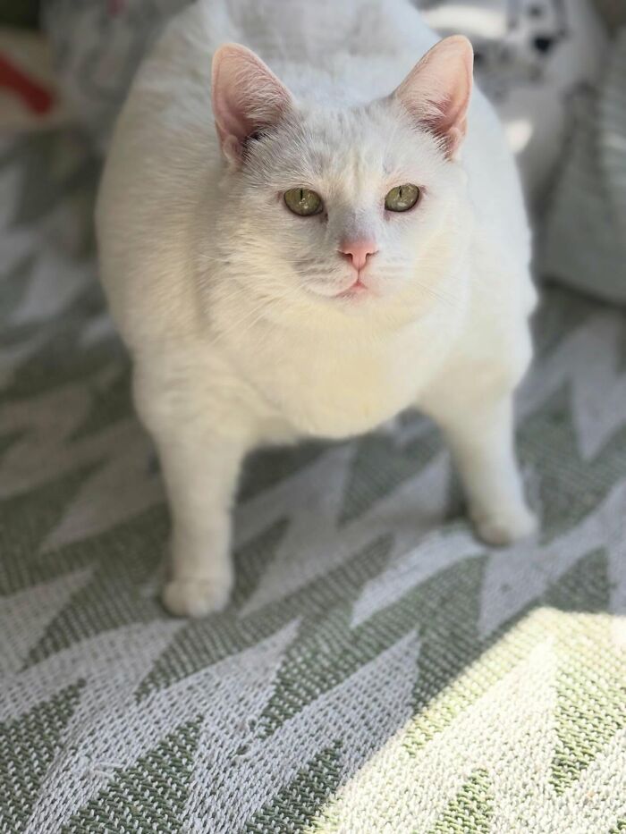 33 Obese Cats Who Are Now Learning To Live Healthier Lives At This Feline Sanctuary 33 Obese Cats Who Are Now Learning To Live Healthier Lives At This Feline Sanctuary