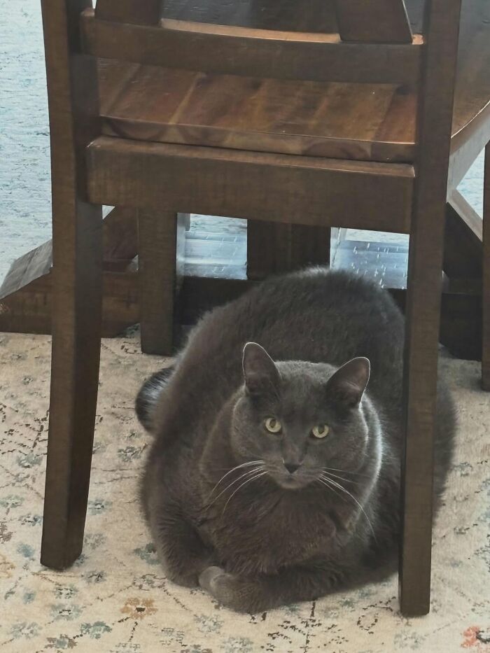 33 Obese Cats Who Are Now Learning To Live Healthier Lives At This Feline Sanctuary 33 Obese Cats Who Are Now Learning To Live Healthier Lives At This Feline Sanctuary