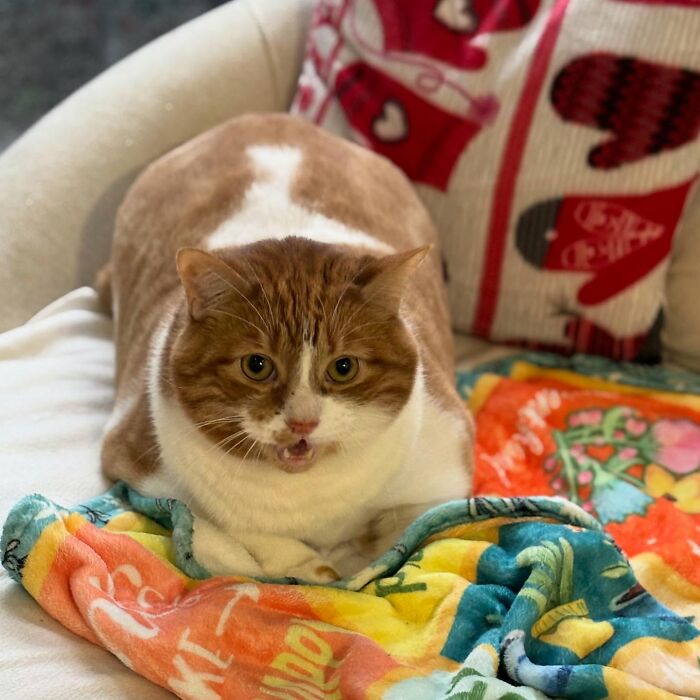 33 Obese Cats Who Are Now Learning To Live Healthier Lives At This Feline Sanctuary 33 Obese Cats Who Are Now Learning To Live Healthier Lives At This Feline Sanctuary