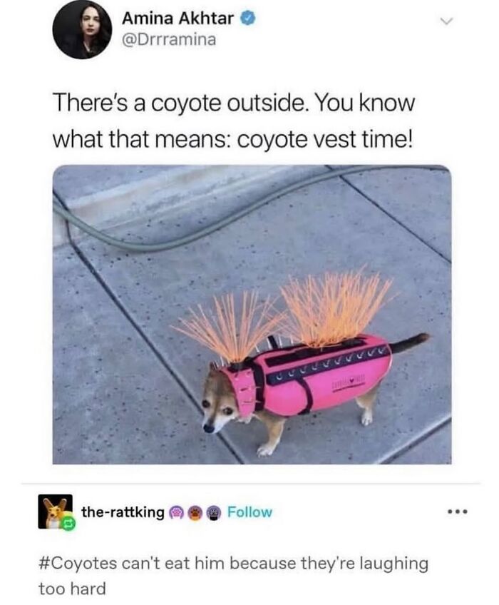 50 Funny Posts From “Animals Doing Things” That Might Bring Some Sunshine To Your Day 50 Funny Posts From “Animals Doing Things” That Might Bring Some Sunshine To Your Day