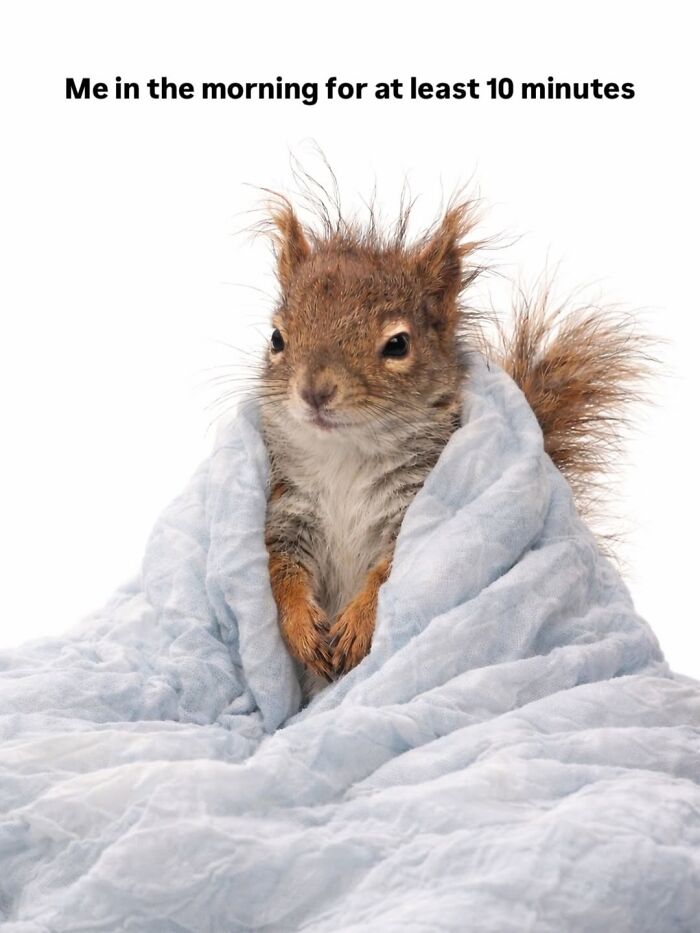 50 Funny Posts From “Animals Doing Things” That Might Bring Some Sunshine To Your Day 50 Funny Posts From “Animals Doing Things” That Might Bring Some Sunshine To Your Day