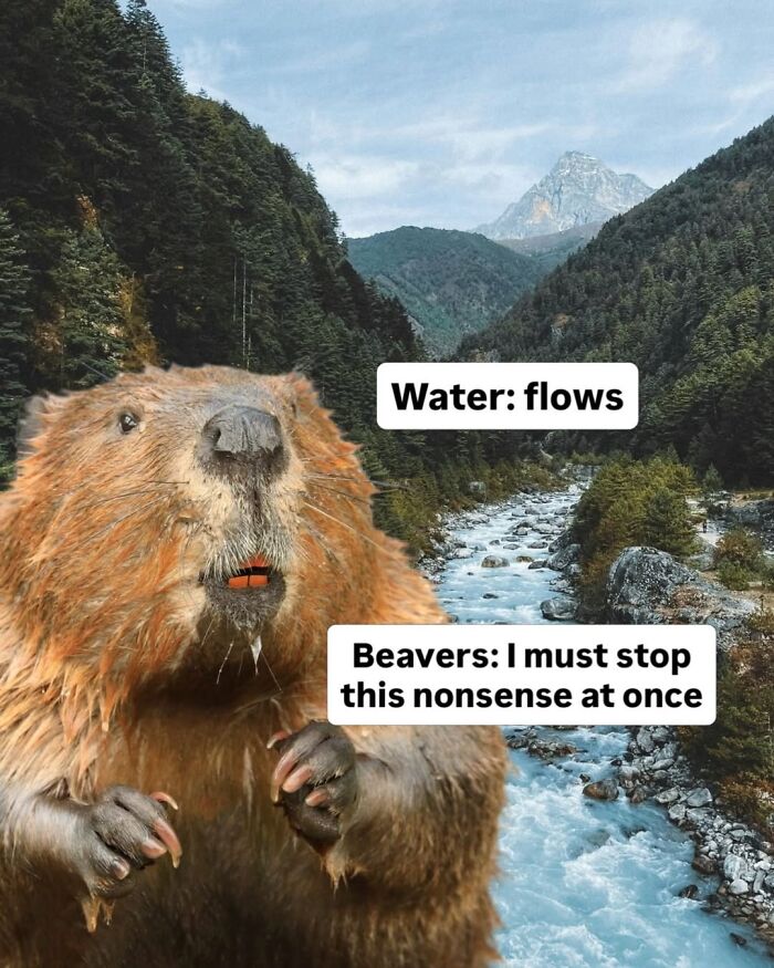 50 Funny Posts From “Animals Doing Things” That Might Bring Some Sunshine To Your Day 50 Funny Posts From “Animals Doing Things” That Might Bring Some Sunshine To Your Day