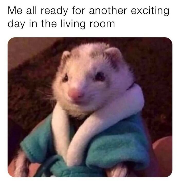 50 Funny Posts From “Animals Doing Things” That Might Bring Some Sunshine To Your Day 50 Funny Posts From “Animals Doing Things” That Might Bring Some Sunshine To Your Day