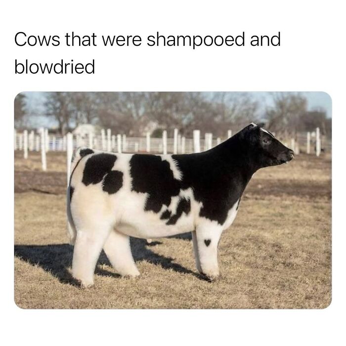 50 Funny Posts From “Animals Doing Things” That Might Bring Some Sunshine To Your Day 50 Funny Posts From “Animals Doing Things” That Might Bring Some Sunshine To Your Day