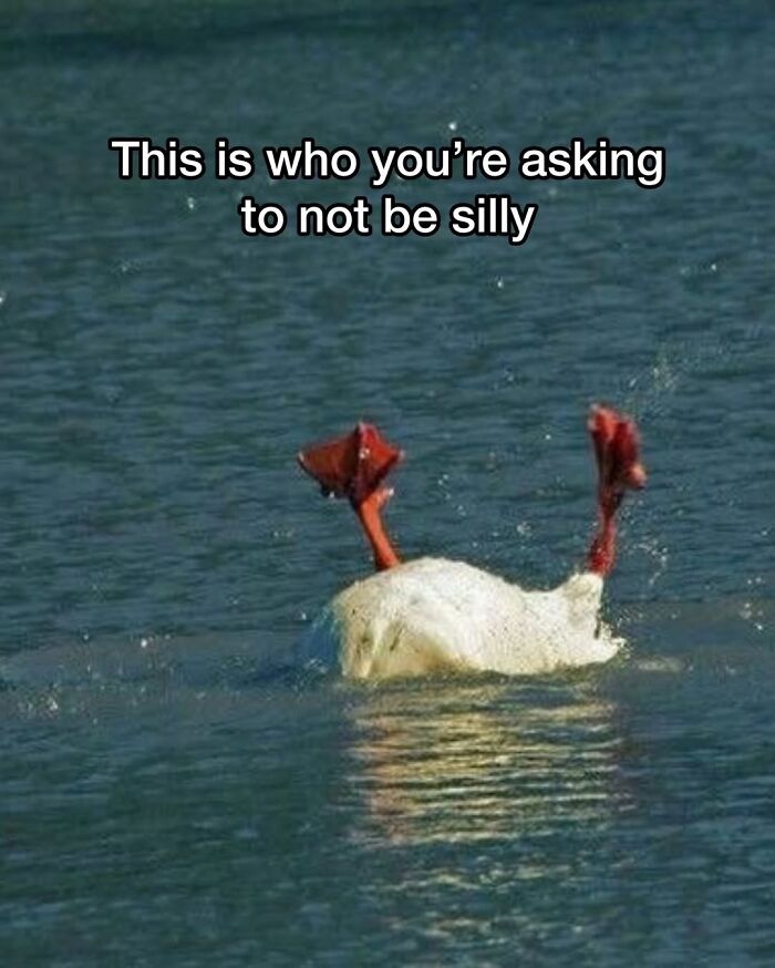 50 Funny Posts From “Animals Doing Things” That Might Bring Some Sunshine To Your Day 50 Funny Posts From “Animals Doing Things” That Might Bring Some Sunshine To Your Day