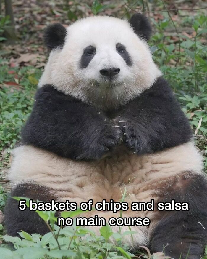 50 Funny Posts From “Animals Doing Things” That Might Bring Some Sunshine To Your Day 50 Funny Posts From “Animals Doing Things” That Might Bring Some Sunshine To Your Day