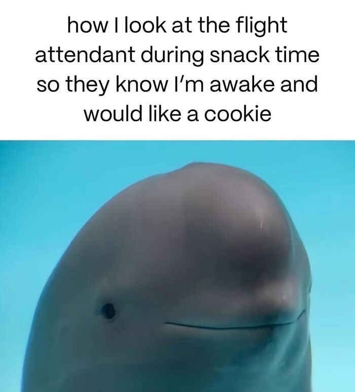 50 Funny Posts From “Animals Doing Things” That Might Bring Some Sunshine To Your Day 50 Funny Posts From “Animals Doing Things” That Might Bring Some Sunshine To Your Day