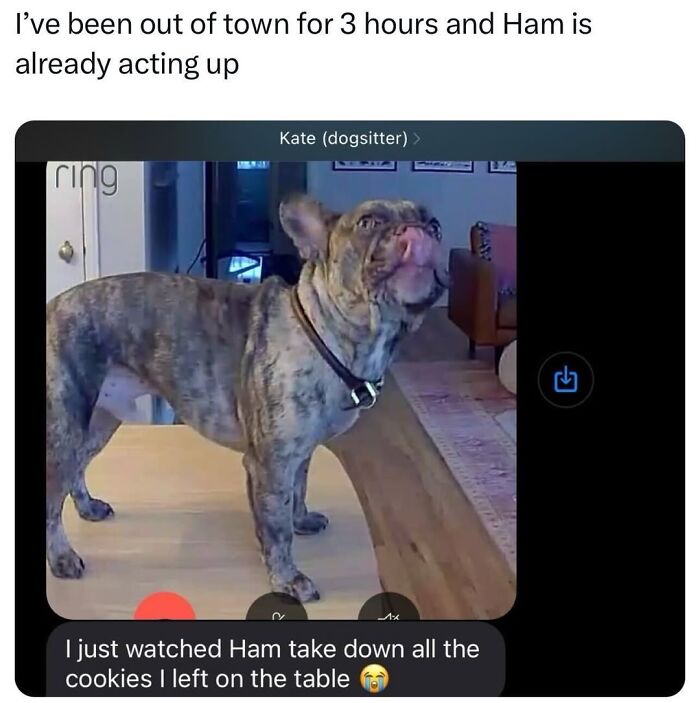 50 Funny Posts From “Animals Doing Things” That Might Bring Some Sunshine To Your Day 50 Funny Posts From “Animals Doing Things” That Might Bring Some Sunshine To Your Day