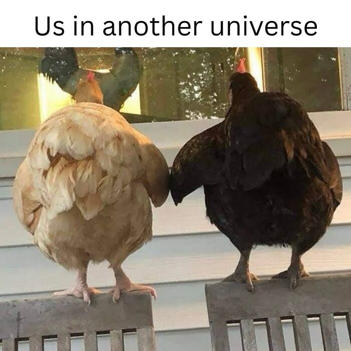 50 Funny Posts From “Animals Doing Things” That Might Bring Some Sunshine To Your Day 50 Funny Posts From “Animals Doing Things” That Might Bring Some Sunshine To Your Day