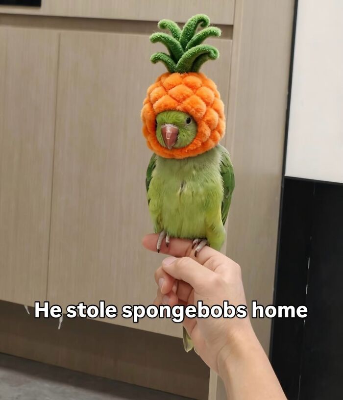 50 Funny Posts From “Animals Doing Things” That Might Bring Some Sunshine To Your Day 50 Funny Posts From “Animals Doing Things” That Might Bring Some Sunshine To Your Day