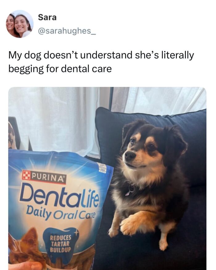 50 Funny Posts From “Animals Doing Things” That Might Bring Some Sunshine To Your Day 50 Funny Posts From “Animals Doing Things” That Might Bring Some Sunshine To Your Day