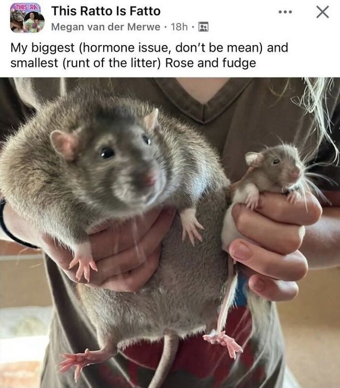 50 Funny Posts From “Animals Doing Things” That Might Bring Some Sunshine To Your Day 50 Funny Posts From “Animals Doing Things” That Might Bring Some Sunshine To Your Day