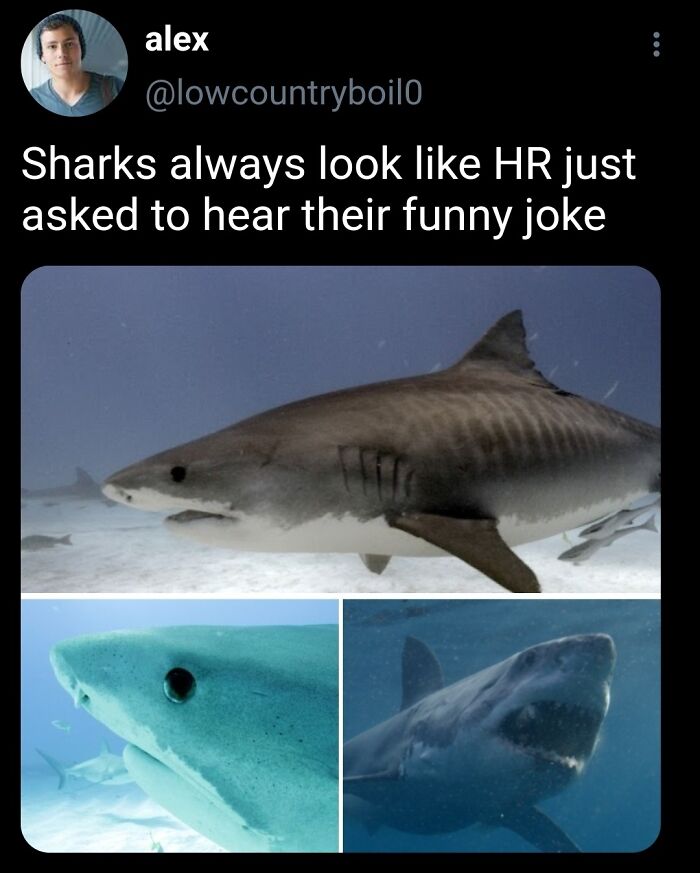 50 Funny Posts From “Animals Doing Things” That Might Bring Some Sunshine To Your Day 50 Funny Posts From “Animals Doing Things” That Might Bring Some Sunshine To Your Day