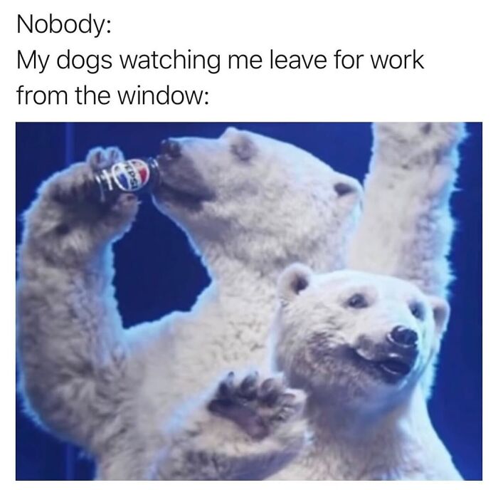 50 Funny Posts From “Animals Doing Things” That Might Bring Some Sunshine To Your Day 50 Funny Posts From “Animals Doing Things” That Might Bring Some Sunshine To Your Day