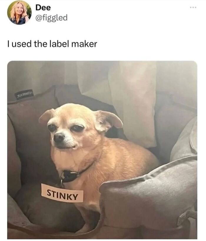 50 Funny Posts From “Animals Doing Things” That Might Bring Some Sunshine To Your Day 50 Funny Posts From “Animals Doing Things” That Might Bring Some Sunshine To Your Day