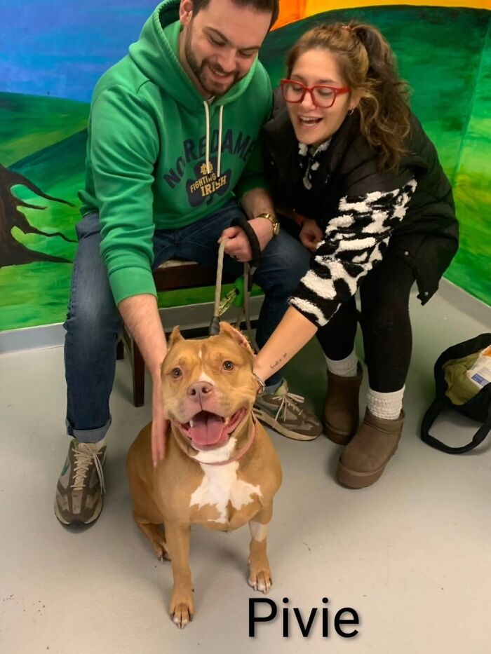 A Viral AI Video Showed Dogs Choosing Their Humans, And One Shelter Decided To Try It in Real Life (40 Pics)