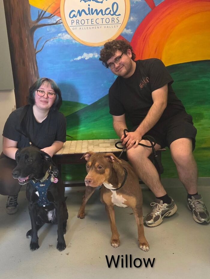 A Viral AI Video Showed Dogs Choosing Their Humans, And One Shelter Decided To Try It in Real Life (40 Pics)