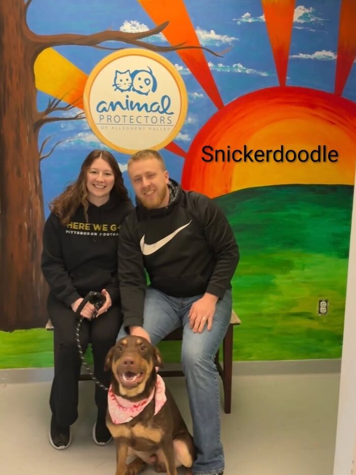 A Viral AI Video Showed Dogs Choosing Their Humans, And One Shelter Decided To Try It in Real Life (40 Pics)