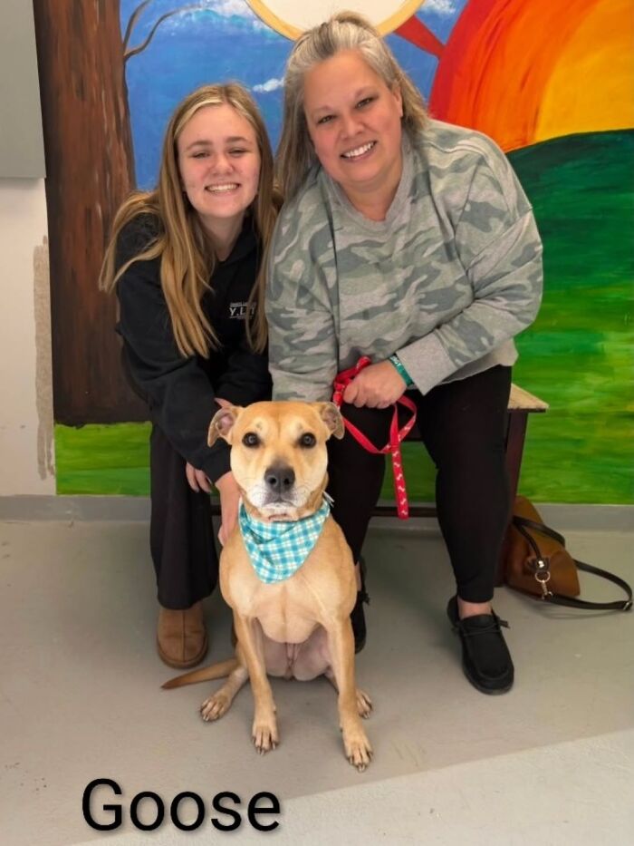 A Viral AI Video Showed Dogs Choosing Their Humans, And One Shelter Decided To Try It in Real Life (40 Pics)