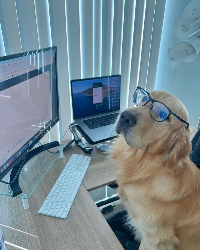 59 Adorable Dogs Who Look Like They’ve Had Too Many Meetings That Could’ve Been Emails As Shared By This Page 59 Adorable Dogs Who Look Like They’ve Had Too Many Meetings That Could’ve Been Emails As Shared By This Page