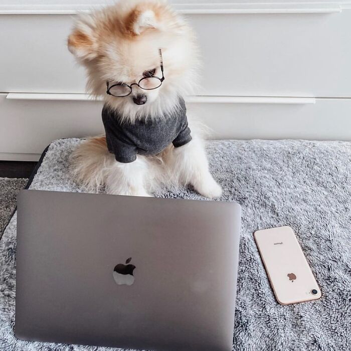 59 Adorable Dogs Who Look Like They’ve Had Too Many Meetings That Could’ve Been Emails As Shared By This Page 59 Adorable Dogs Who Look Like They’ve Had Too Many Meetings That Could’ve Been Emails As Shared By This Page